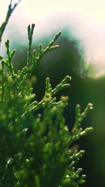 Yakından bakınca, thuja rüzgarda sallanıyor, güneşte. Sulu yeşil thuja. Ağaç çiftliğinde satılık süs yetiştiren süslemeli çocuk bezi. sera çiftçiliği