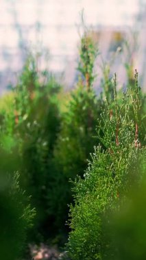 Yakın çekim, rüzgarda, güneşte sallanan eşkıyalar. Sulu yeşil thuja. Ağaç çiftliğinde satılık süs yetiştiren süslemeli çocuk bezi. sera çiftçiliği