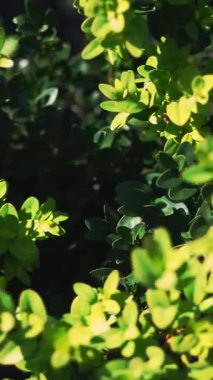 Yakın plan, Top View, boxwood yaprakları rüzgarda sallanıyor, güneşte. Sulu yeşil boxwood çalısı. Ağaç çiftliğinde satılık her zaman yeşillik yetiştiren çocuk odunları. sera çiftçiliği.