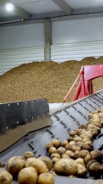 yakın çekim, Patates özel konveyör makine bant hareket ve bir depolama odasına sığacak, kış depolama için bir depo. patates hasadı, mahsul