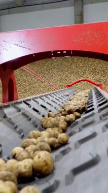 yakın çekim, Patates özel konveyör makine bant hareket ve bir depolama odasına sığacak, kış depolama için bir depo. patates hasadı, mahsul