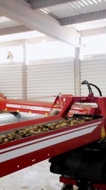 Cherkasy, Ukrayna, 1 Ekim 2019: Çalışanlar, kış depolama deposuna yerleştirmeden önce patatesleri taşıma makinelerinin kayışlarında sınıflandırıyorlar. Patates hasadı tarımsal girişim, çiftlik