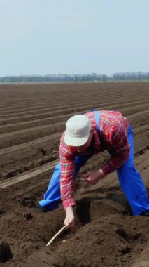 Agronomist, çiftçi patates ekme kalitesini ölçer, patates odunları arasındaki mesafeyi mezura ile ölçer. Tarımsal olarak patates yetiştiriciliği. Eko çiftliği. Modern tarım. Bahar güneşli gün.
