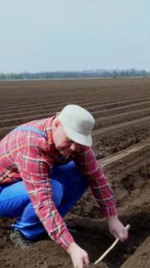 Agronomist, çiftçi patates ekme kalitesini ölçer, patates yumrusu arasındaki mesafeyi mezura ile ölçer. Tarımsal olarak patates yetiştiriciliği. Eko çiftliği. Modern tarım. Bahar güneşli gün.