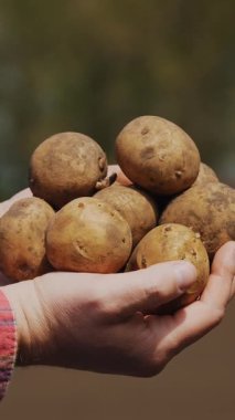 Yakın plan, çiftçi patatesleri elinde tutuyor, traktörlerin arka planına karşı. Patates hasadı ya da patates ekimi, modern tarım, tarım. Kırsalda eko çiftliği