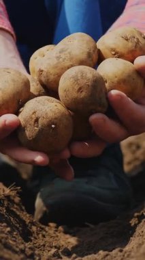 Yakın plan, çiftçi elinde patates yumrusu tutuyor. Patates hasadı ya da patates ekimi, modern tarım, tarım. Kırsaldaki Eko Çiftliği.