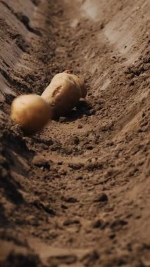 Yakın plan, derin bir çukurda toprak, patates kütükleri düşüyor. Baharda patates ekiyorum.