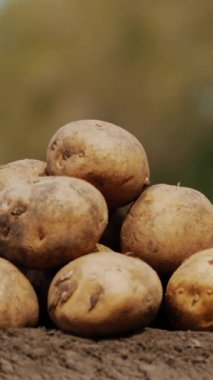 Yakın plan. Toprakta, zeminde, bir traktörün arka planında patates yumrusu tepesi. Patates ekip biçen çiftçi. Modern tarım. Eko çiftliği. Bahar güneşli gün