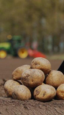 Toprakta patates yumrusu tepesi ve bir tablet, bir traktörün arka planına karşı. Patates ekip biçen çiftçi. Modern tarım. Eko çiftliği. Bahar güneşli gün