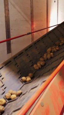 Depodaki tasnif ve toplamadan sonra, patatesler taşıyıcı bantlara yerleştiriliyor, daha sonra patates işleme tesisine nakledilmek üzere kamyona yükleniyor. patates hasadı