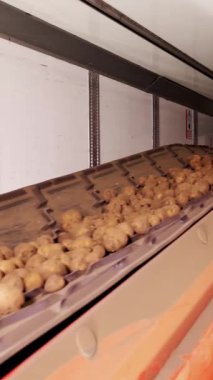 Depodaki tasnif ve toplamadan sonra, patatesler taşıyıcı bantlara yerleştiriliyor, daha sonra patates işleme tesisine nakledilmek üzere kamyona yükleniyor. patates hasadı.