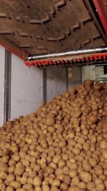 Depodaki tasnif ve toplamadan sonra, patatesler taşıyıcı bantlara yerleştiriliyor, daha sonra patates işleme tesisine nakledilmek üzere kamyona yükleniyor. patates hasadı.
