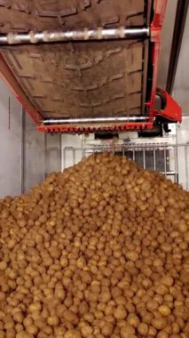 Depodaki tasnif ve toplamadan sonra, patatesler taşıyıcı bantlara yerleştiriliyor, daha sonra patates işleme tesisine nakledilmek üzere kamyona yükleniyor. patates hasadı.