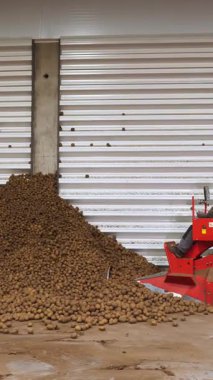 Özel makinede çalışan işçiler, ekipmanlar, depoda, tasnif bandında patates servis ediyorlar. Patates hasadı İşleniyor
