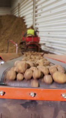 CHERKASY, UKRAINE, APRIL 28, 2020: özel makinede çalışan, ekipman, depoda, taşıyıcı bant üzerinde patates servis ediyor. Patates hasadı İşleniyor