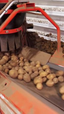 Yakın plan, özel makine, ekipman, depoda patatesleri ayıran şeritte servis ediliyor. Patates hasadı, patates deposu. Yiyecek endüstrisi için patates hammaddesi