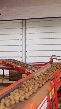 CHERKASY, UKRAINE, APRIL 28, 2020: yakın plan, patatesler sıralama hattında, depoda. sıralama, patates hasadının işleme tesisine taşınması