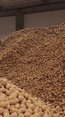 Depoda patates deposu var. Yiyecek endüstrisi için patates hammaddesi. Patates hasadı Patates dağları, patates arka planı.