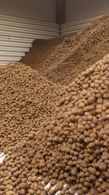 Depoda patates deposu var. Yiyecek endüstrisi için patates hammaddesi. Patates hasadı Patates dağları, patates arka planı