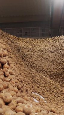 Depoda patates deposu var. Yiyecek endüstrisi için patates hammaddesi. Patates hasadı Patates dağları, patates arka planı.