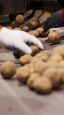 Yakın plan, işçi elleri eldivende. Depoda, taşıyıcı bantta patates yumrusunu ayırıyorlar. Tarım, patates hasadı, gıda endüstrisi. Patates deposu