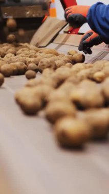 Yakın plan, işçi elleri eldivende. Depoda, taşıyıcı bantta patates yumrusunu ayırıyorlar. Tarım, patates hasadı, gıda endüstrisi. Patates deposu