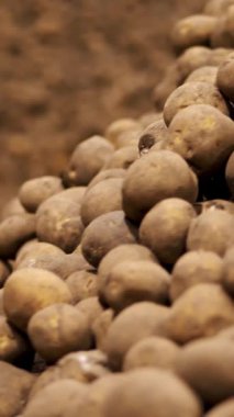Depoda patates deposu var. Yiyecek endüstrisi için patates hammaddesi. Patates hasadı Patates dağları, patates arka planı