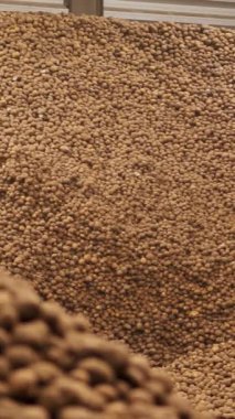 Depoda patates deposu var. Yiyecek endüstrisi için patates hammaddesi. Patates hasadı Patates dağları, patates arka planı.