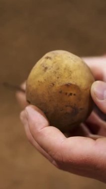 Yakın plan, çiftçinin elleri patates deposunda arka planda bir patates yumrusu tutuyor. Patates hasadı, tarım, tarım, gıda endüstrisi.