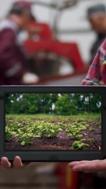 Yakın plan, çiftçi patates deposunun arka planında dijital tableti elinde tutuyor. Patates tarlası sulama sistemini gösteriyor. tarım, gıda endüstrisi, hasat.