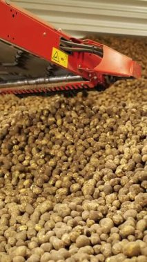 Patates hasadı. Depoda patates deposu var. Özel nakliye ekipmanları depoya ve depoya taze toplanmış patatesleri teslim ediyor. Tarım. Çiftçilik. gıda endüstrisi