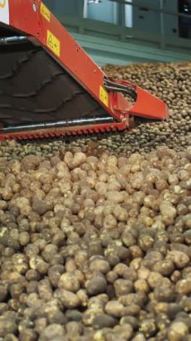 Patates hasadı. Depoda patates deposu var. Özel nakliye ekipmanları depoya ve depoya taze toplanmış patatesleri teslim ediyor. Tarım. Çiftçilik. gıda endüstrisi