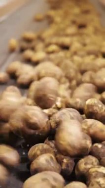 Patates hasadı. Yakın plan. Taze toplanmış patatesler taşıma bandında hareket ediyor. Otomatik tarım. tarım teknolojileri.