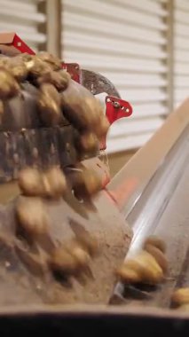 Patates hasadı. Yakın plan. Taze toplanmış patatesler taşıma bandında hareket ediyor. Otomatik tarım. tarım teknolojileri.