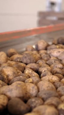 Patates hasadı. Patates ayıklama. Yakın plan. Yetenekli işçiler, eldivenler, yeni toplanmış patatesleri sıralamak ve toplamak, taşıyıcı bant makinesinde. Patates ayıklamak için üretim hattı. Tarım teknolojileri. tarım