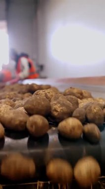 Patates hasadı. Patates ayıklama. Yakın plan. Yetenekli işçiler, eldivenler, yeni toplanmış patatesleri sıralamak ve toplamak, taşıyıcı bant makinesinde. Patates ayıklamak için üretim hattı. Tarım teknolojileri. tarım