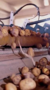Patates hasadı. Yakın plan. Otomatik, kuru yapraklardan toplanmış taze patatesleri temizleme makinesi, taşıyıcı banttaki kök kalıntıları. Tarım teknolojileri. Otomatik tarım.