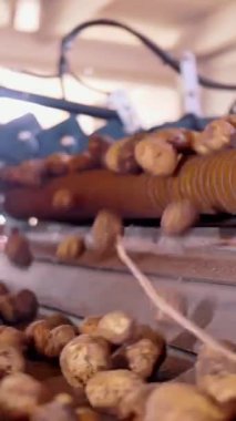 Patates hasadı. Yakın plan. Otomatik, kuru yapraklardan toplanmış taze patatesleri temizleme makinesi, taşıyıcı banttaki kök kalıntıları. Tarım teknolojileri. Otomatik tarım.