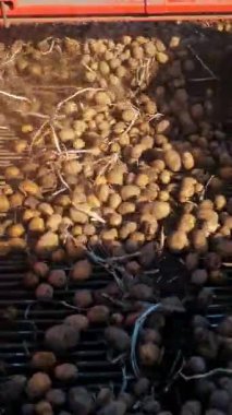 Patates hasadı. Patates biçme makinesi. Patates hasadının mekanize edilmesi, özel tarımsal ekipman kullanılması, patates hasadı taşıyan traktör, bir tarlada.