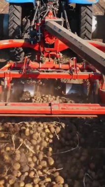 Patates hasadı. Patates biçme makinesi. Patates hasadının mekanize edilmesi, özel tarımsal ekipman kullanılması, patates hasadı taşıyan traktör, bir tarlada.