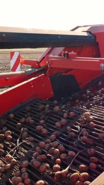 Patates hasadı. Patates biçme makinesi. Çiftlik arazisinde patates hasat eden çiftlik makineleri. Akıllı çiftçilik.
