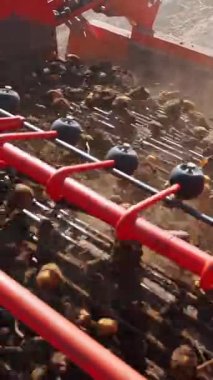 Potato harvesting. potato harvester. close-up. mechanized process of harvesting potatoes on a farm field, using special agricultural equipment. dusty