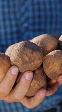 Patates hasadı. Patates yumrusu. Yakın plan. Çiftçinin elinde tarım tarlasında toplanmış taze patateslerden oluşan büyük bir yumru var..