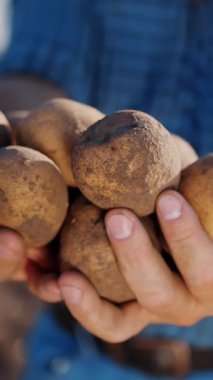 Patates hasadı. Patates yumrusu. Yakın plan. Çiftçinin elinde tarım tarlasında toplanmış taze patateslerden oluşan büyük bir yumru var..