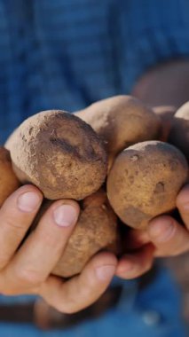 Patates hasadı. Patates yumrusu. Yakın plan. Çiftçinin elinde tarım tarlasında toplanmış taze patateslerden oluşan büyük bir yumru var..