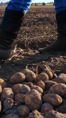 Çizmeli çiftçi tarlada yürüyor. Yakın plan. Çiftçilik botları içinde bacaklar. Patates hasadı. tarımsal alan. günbatımında