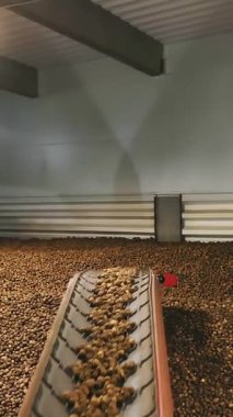 Depoda patates hasadı. Patates depolama. Depoda patates deposu var. patates hammaddesi.