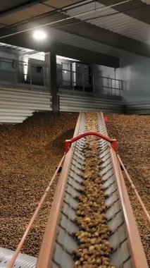 Depoda patates hasadı. Patates depolama. Depoda patates deposu var. patates hammaddesi.