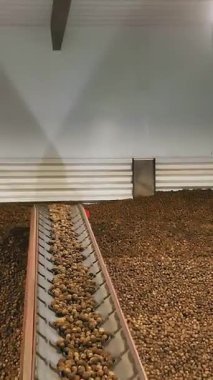 Depoda patates hasadı. Patates depolama. Depoda patates deposu var. patates hammaddesi.