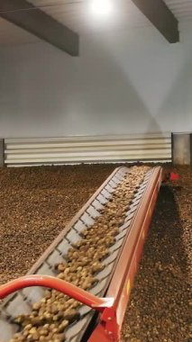 Depoda patates hasadı. Patates depolama. Depoda patates deposu var. patates hammaddesi.